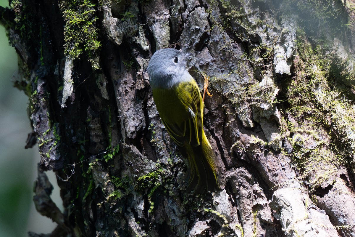 Gray-headed Canary-Flycatcher - ML638198410
