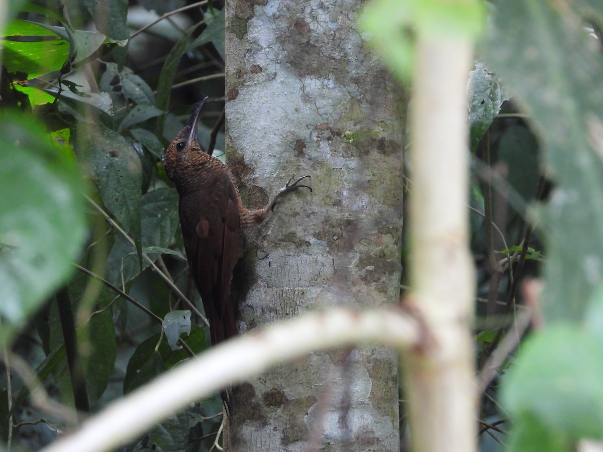 Northern Barred-Woodcreeper - ML638198424