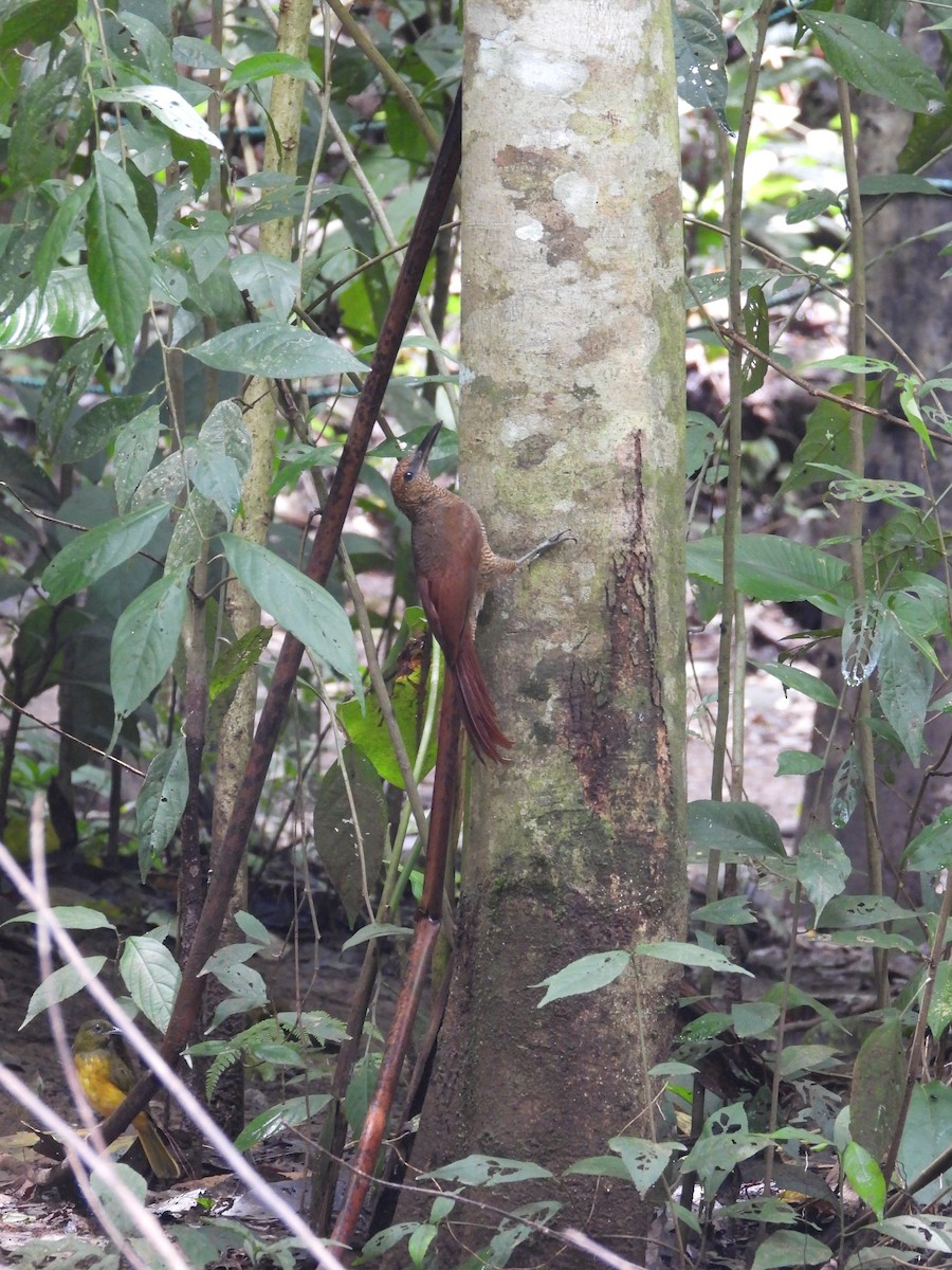 Northern Barred-Woodcreeper - ML638198425