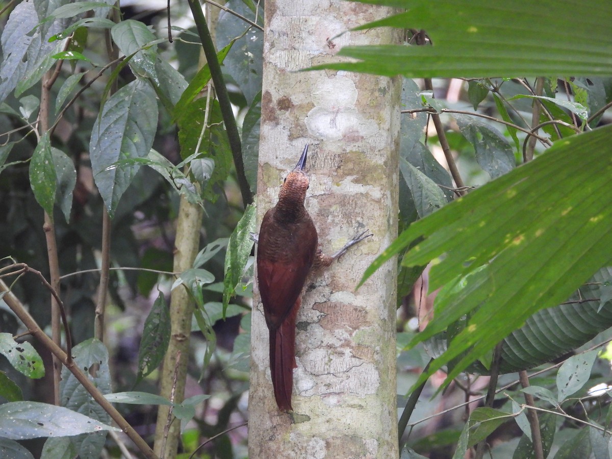 Northern Barred-Woodcreeper - ML638198426