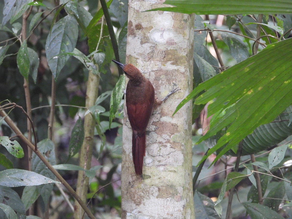 Northern Barred-Woodcreeper - ML638198427