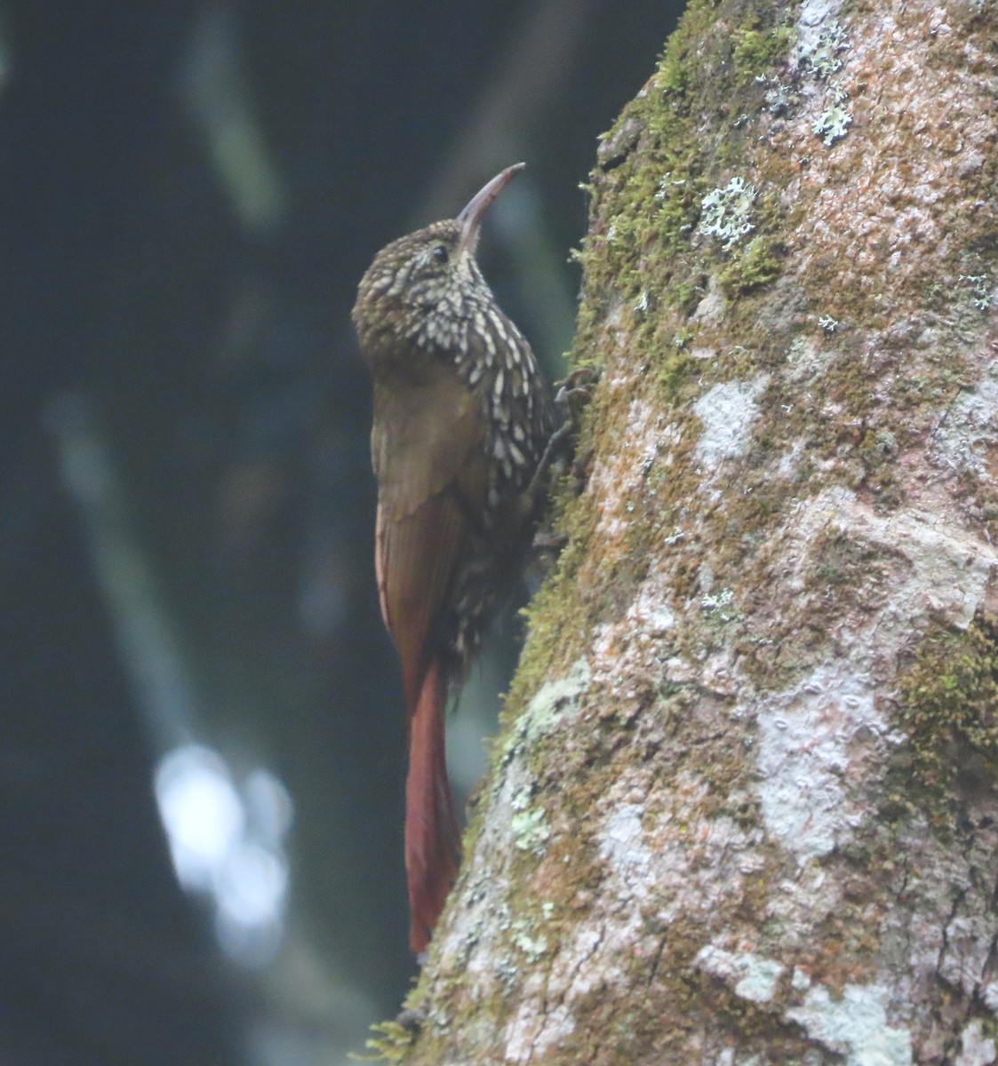 Montane Woodcreeper - ML638198445