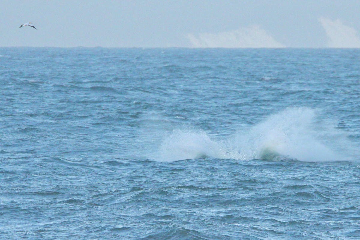 Australasian Gannet - ML638198451