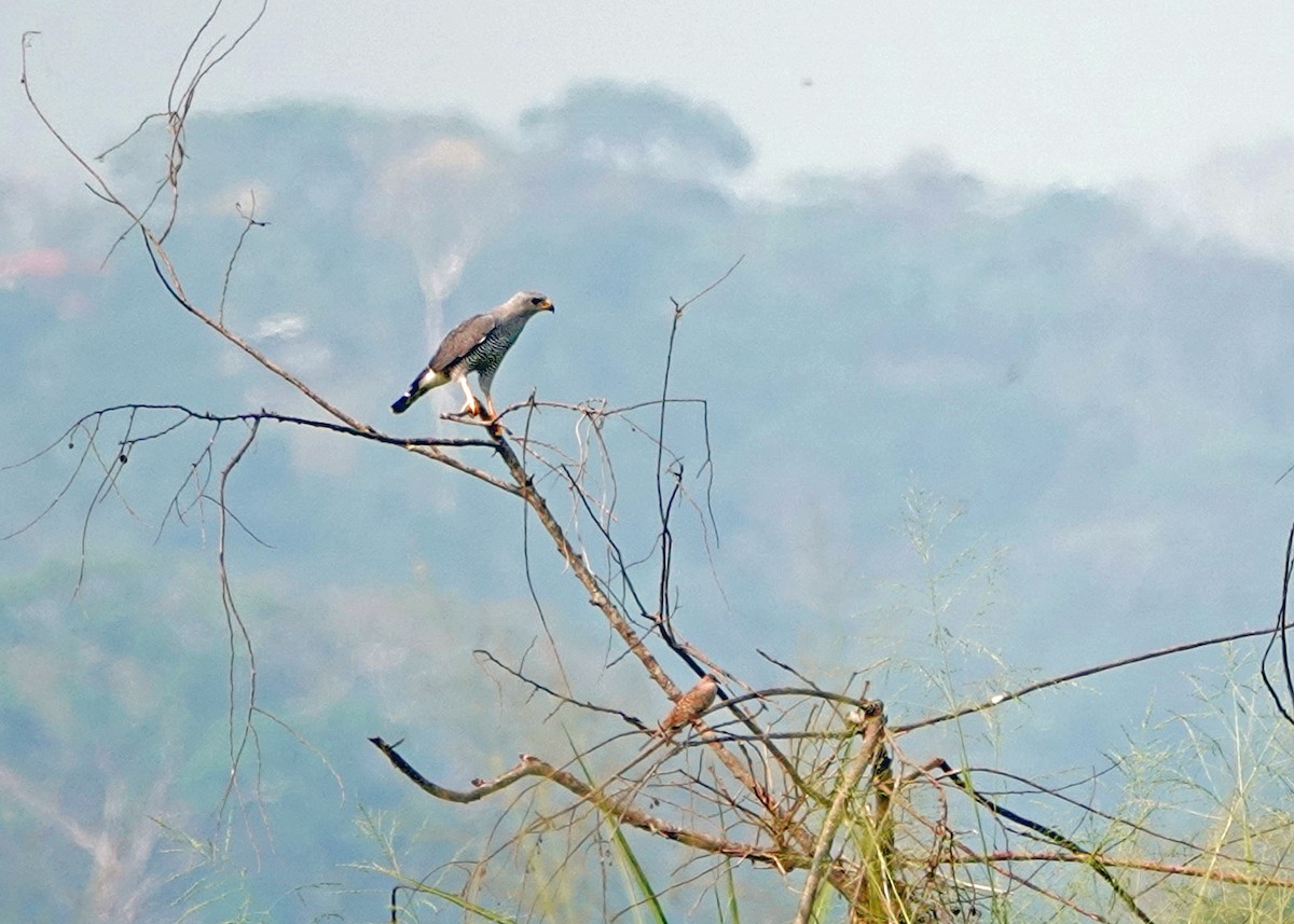 Gray Hawk - ML638198497