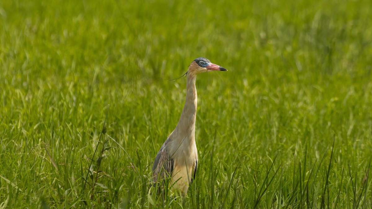 Whistling Heron - ML638198554