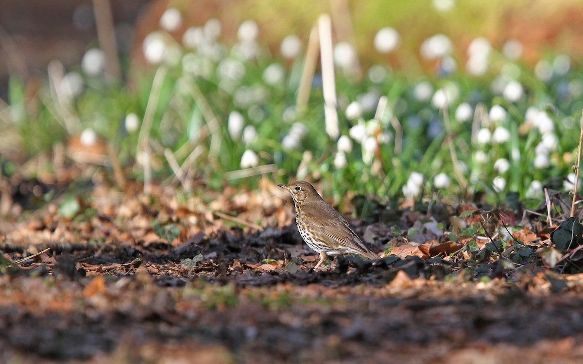 Song Thrush - Christoph Moning