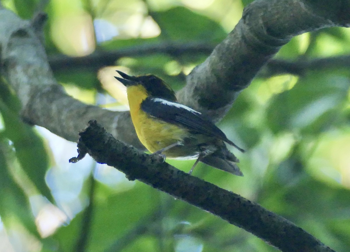 Ryukyu Flycatcher - ML638198620