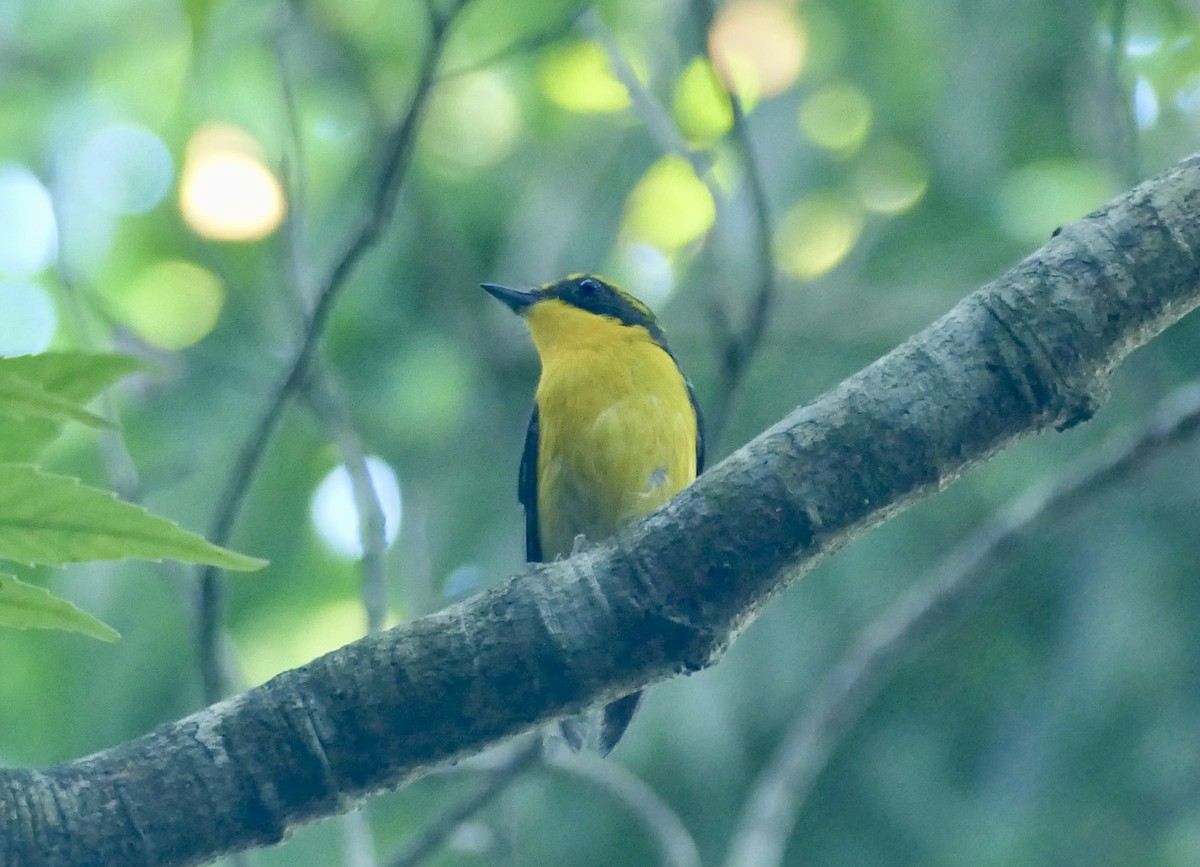 Ryukyu Flycatcher - ML638198621