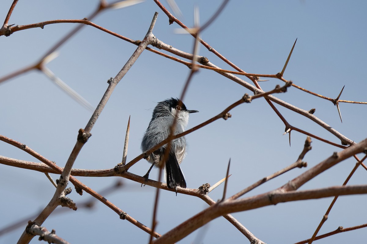 Black-tailed Gnatcatcher - ML638198636