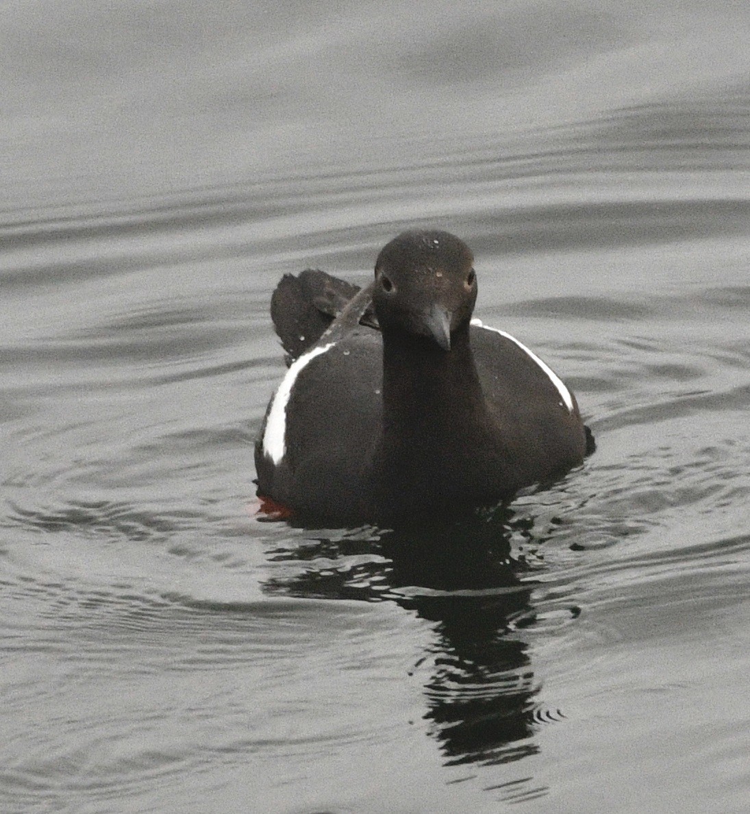 Pigeon Guillemot - ML638198648