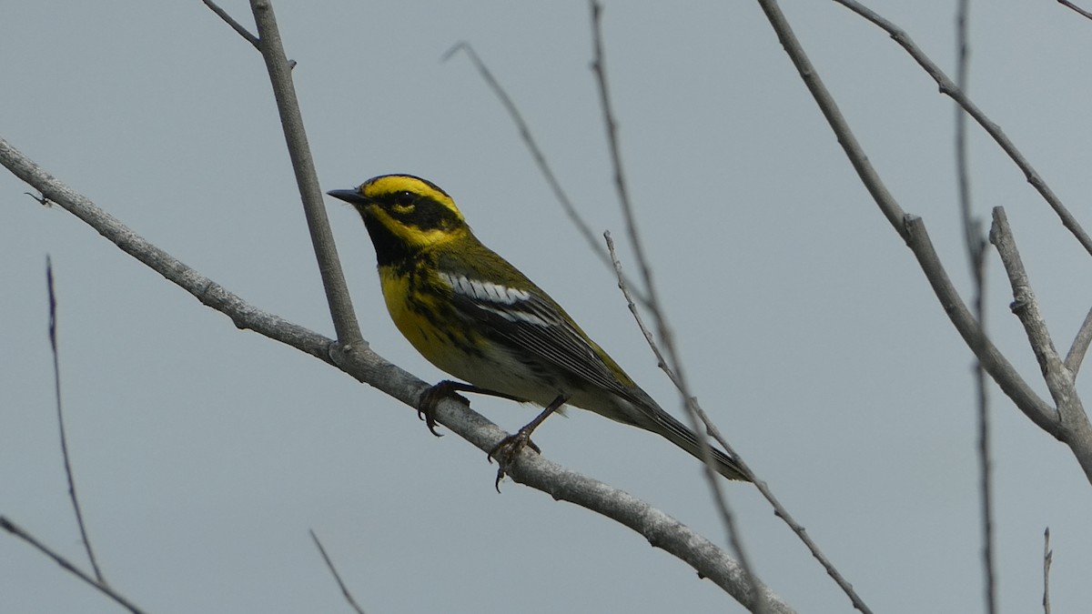 Townsend's Warbler - ML638198676