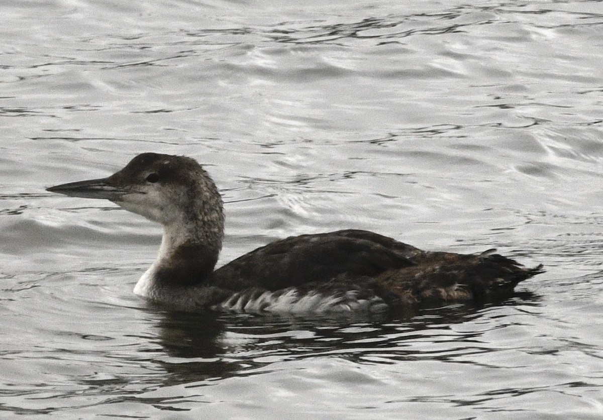 Common Loon - ML638198683