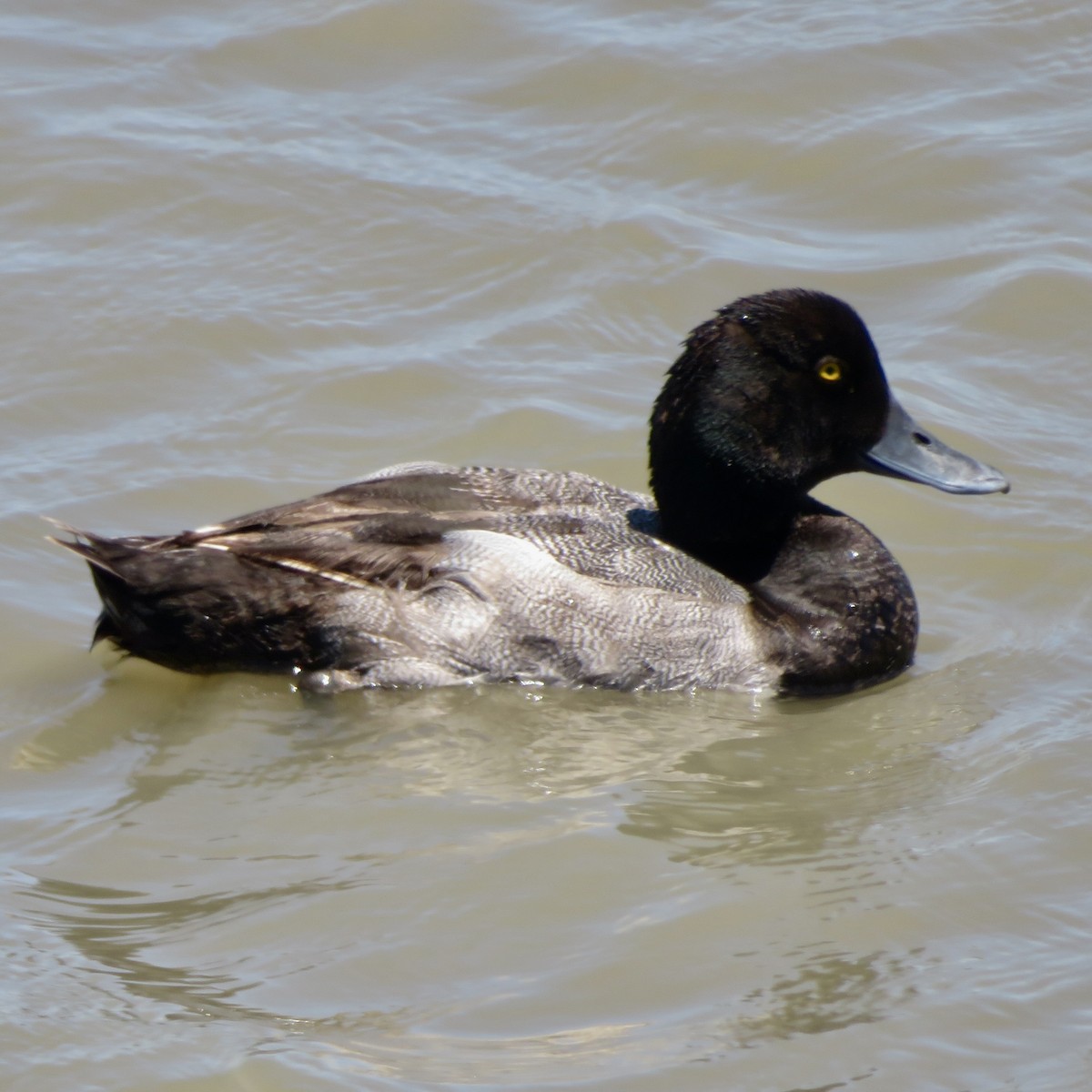 Greater Scaup - ML638198687