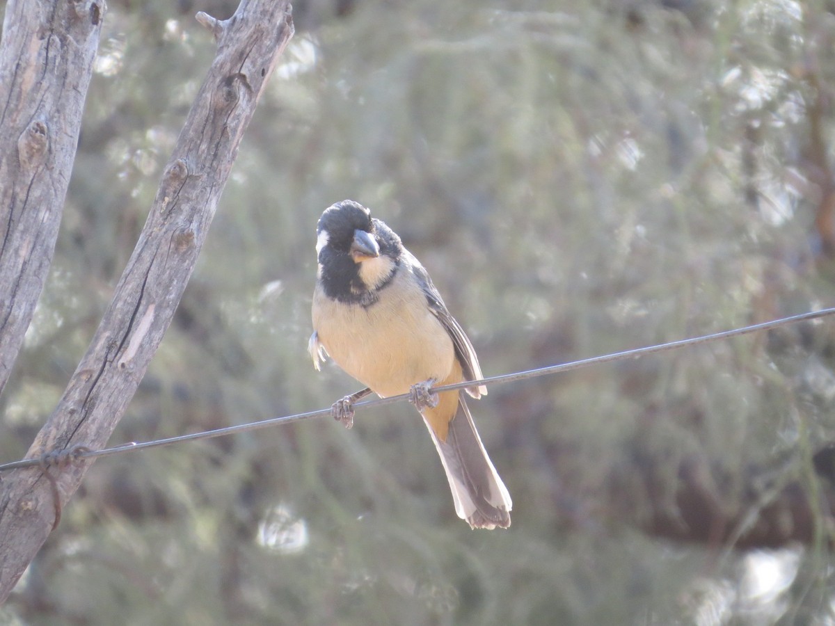 Golden-billed Saltator - ML638198713