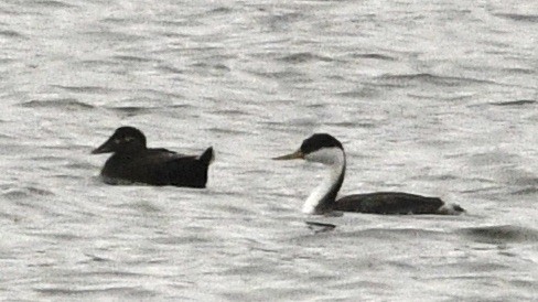 Western Grebe - ML638198715