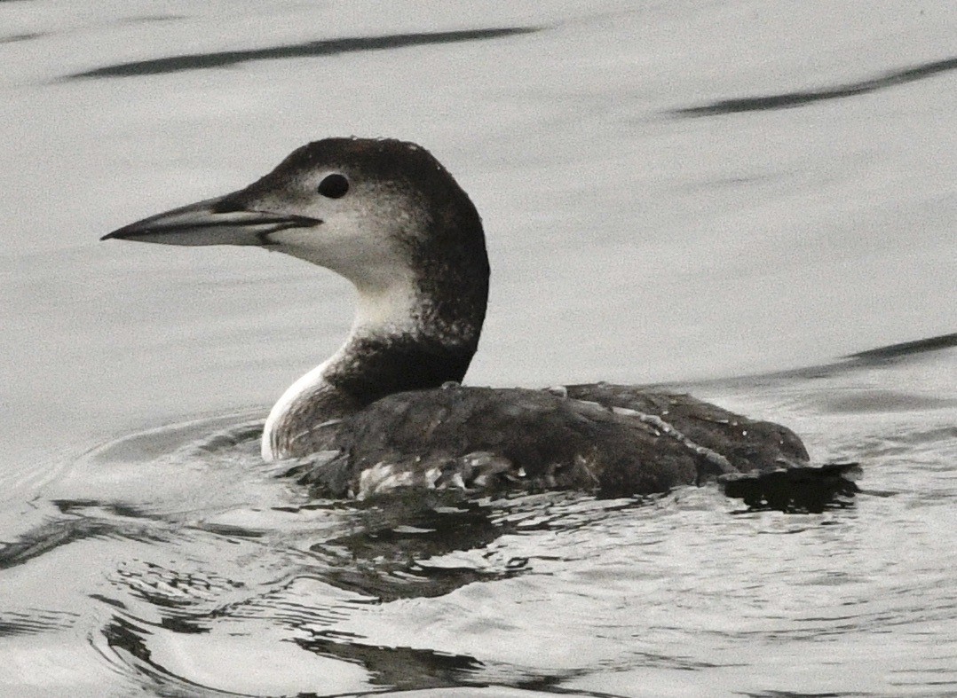 Common Loon - ML638198768