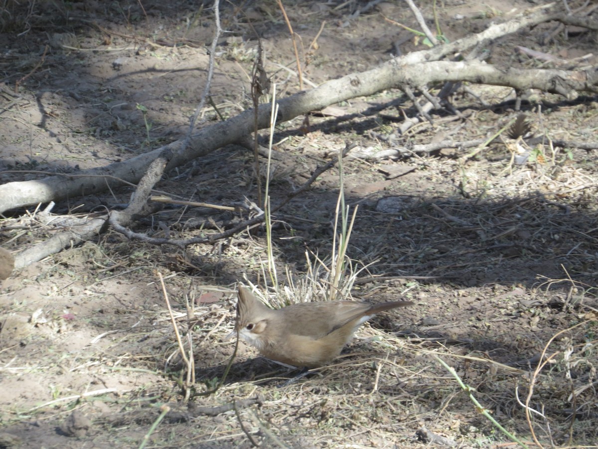 Crested Hornero - ML638198770