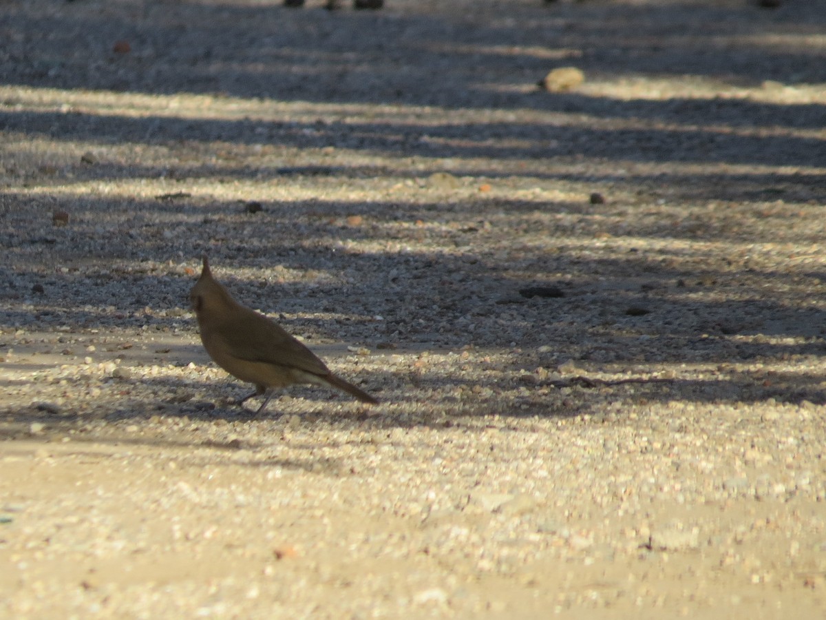Crested Hornero - ML638198774