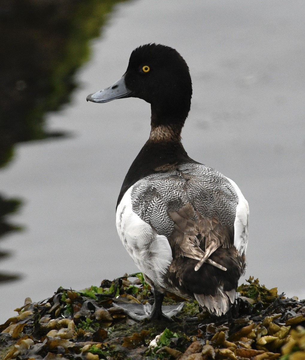 Greater Scaup - ML638198784