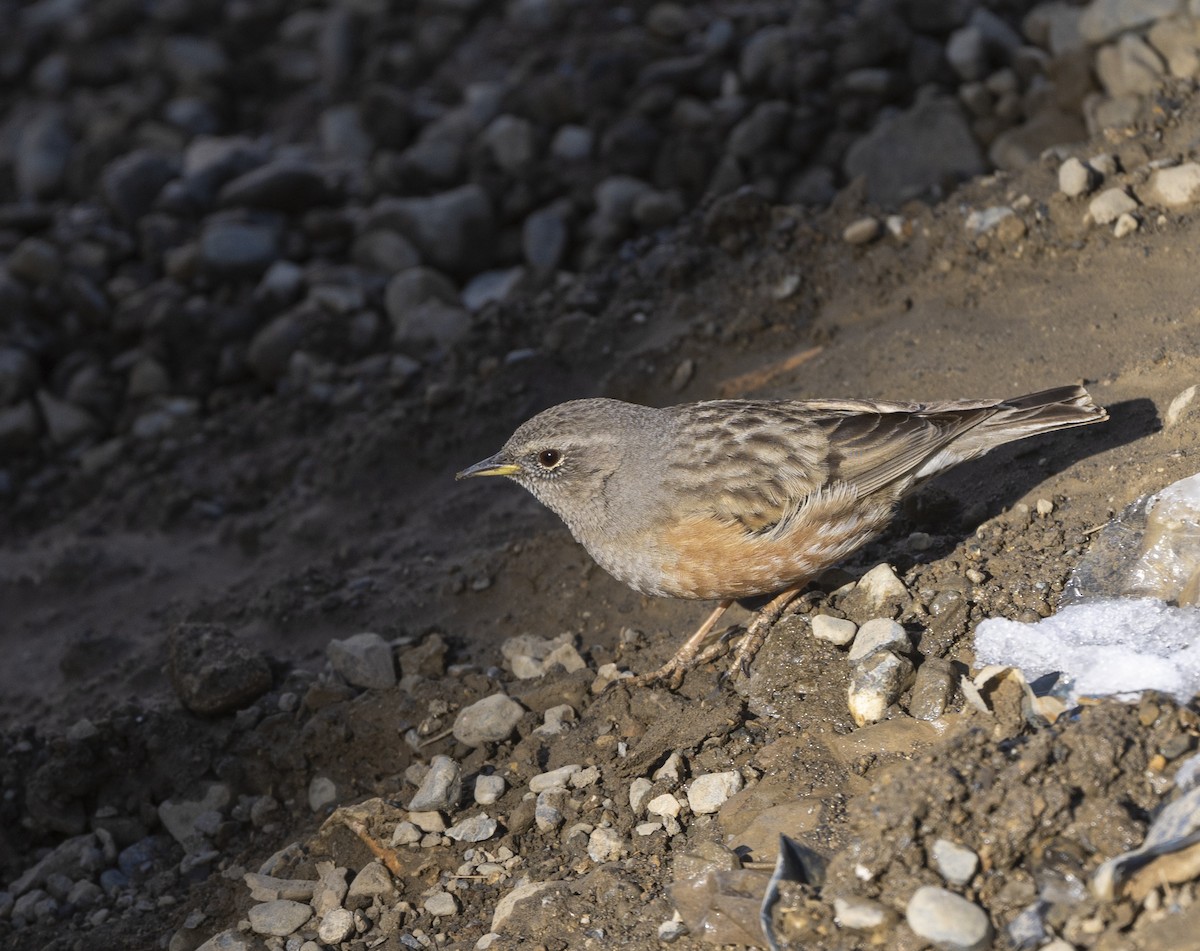 Alpine Accentor - ML638198798