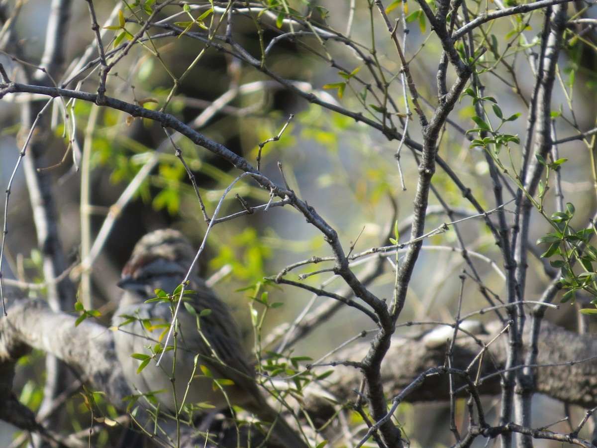 Chaco Sparrow - ML638198833