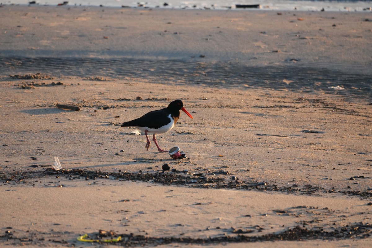 Pied Oystercatcher - ML638198850
