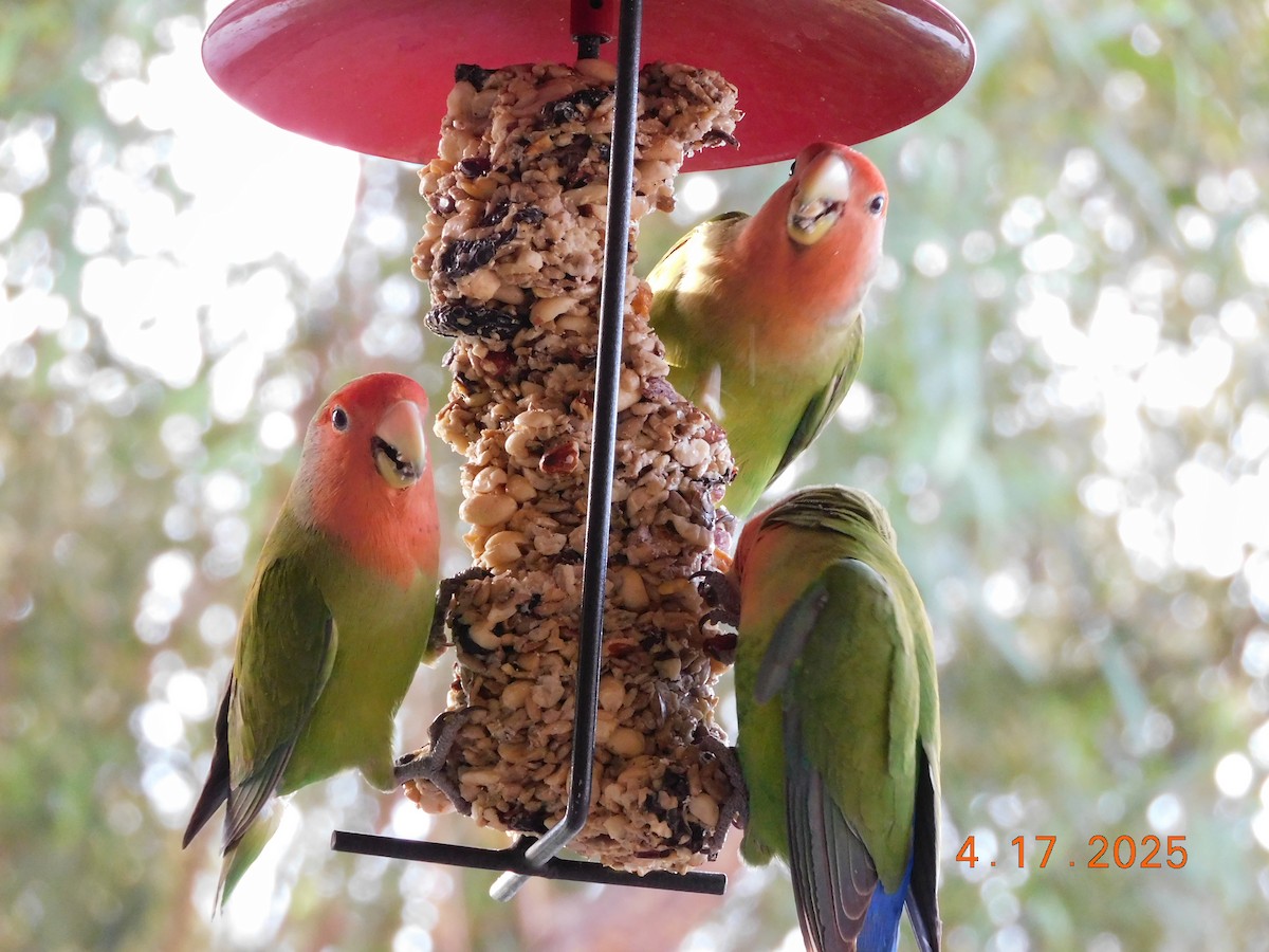 Rosy-faced Lovebird - ML638198873