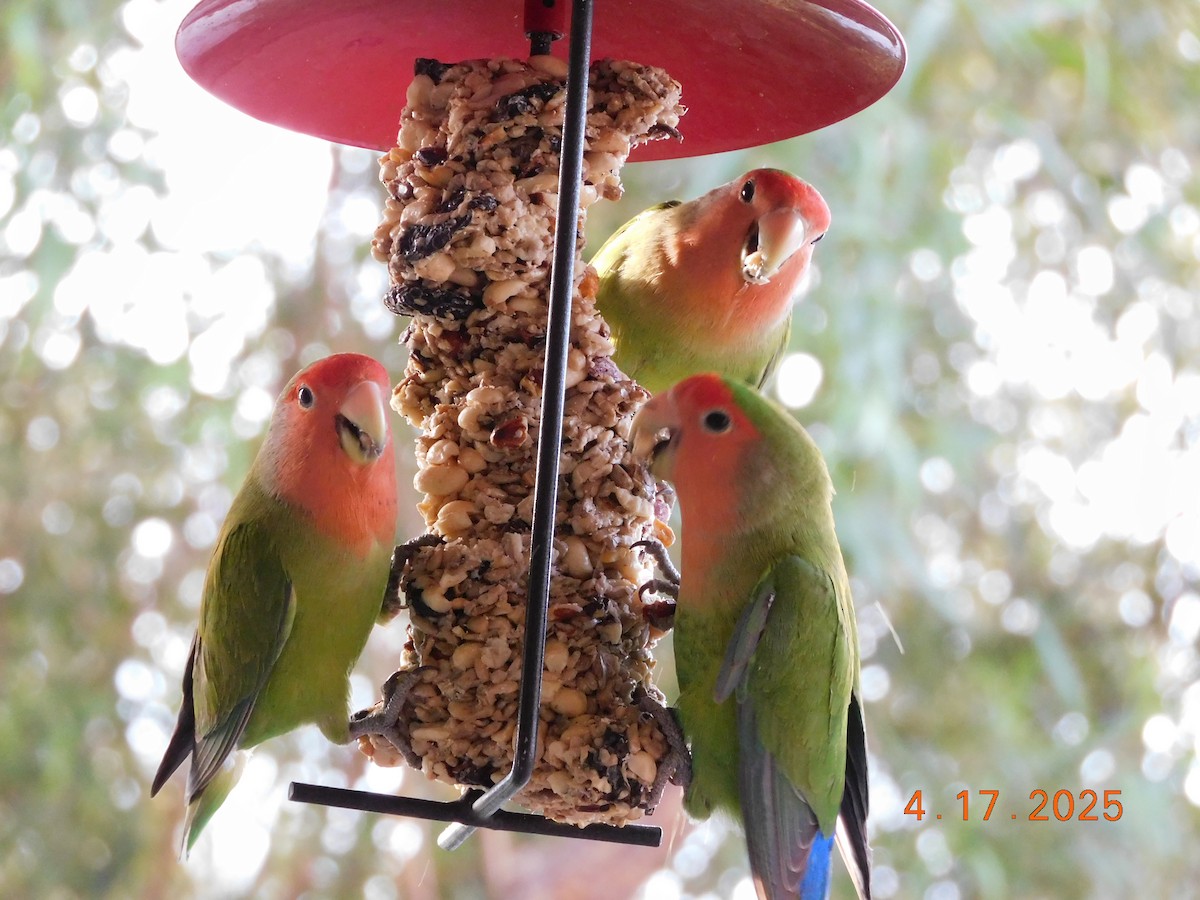 Rosy-faced Lovebird - ML638198874