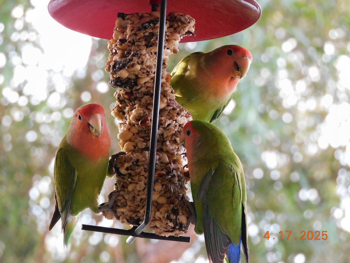 Rosy-faced Lovebird - ML638198875