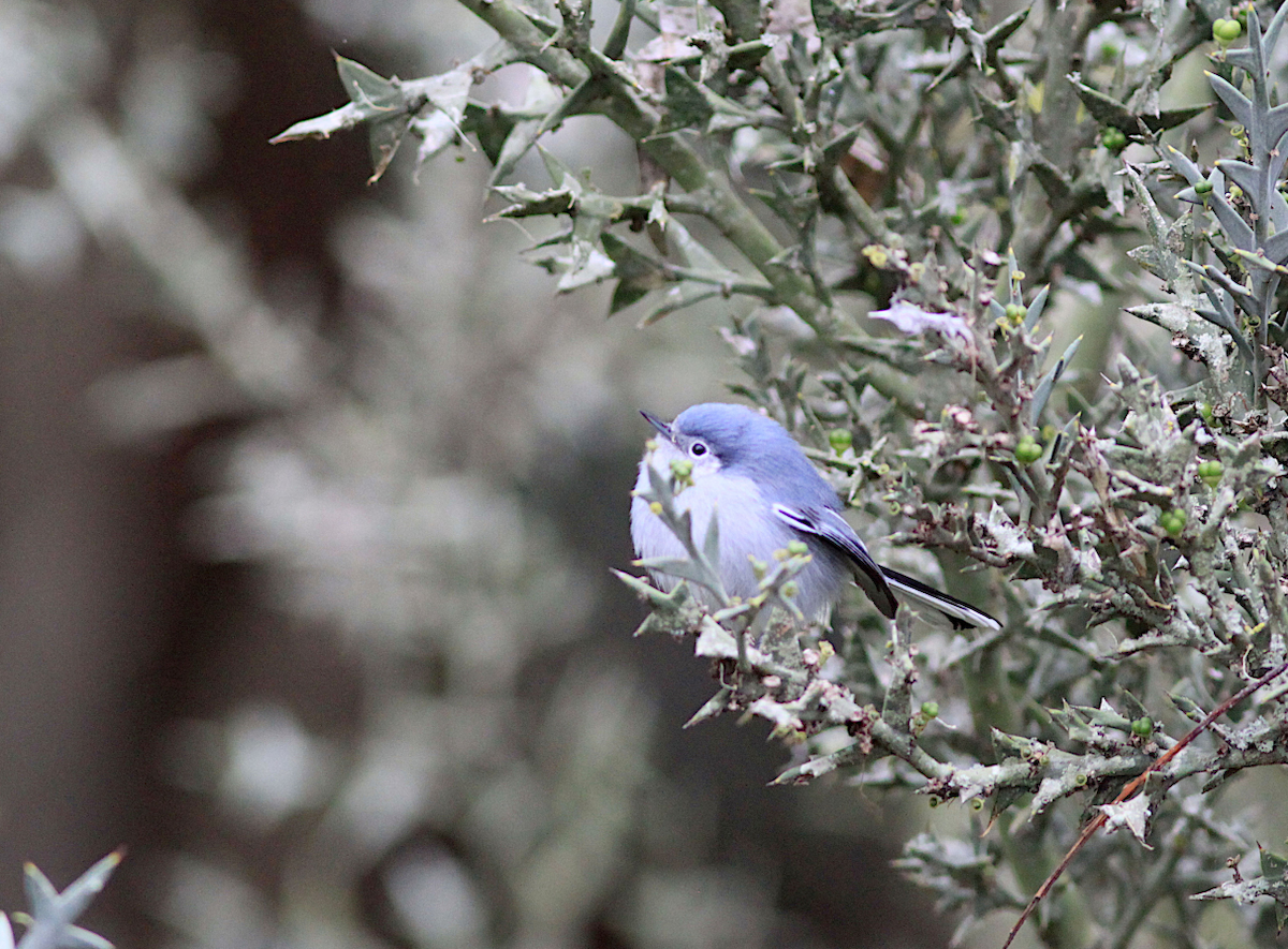 Masked Gnatcatcher - ML638198883