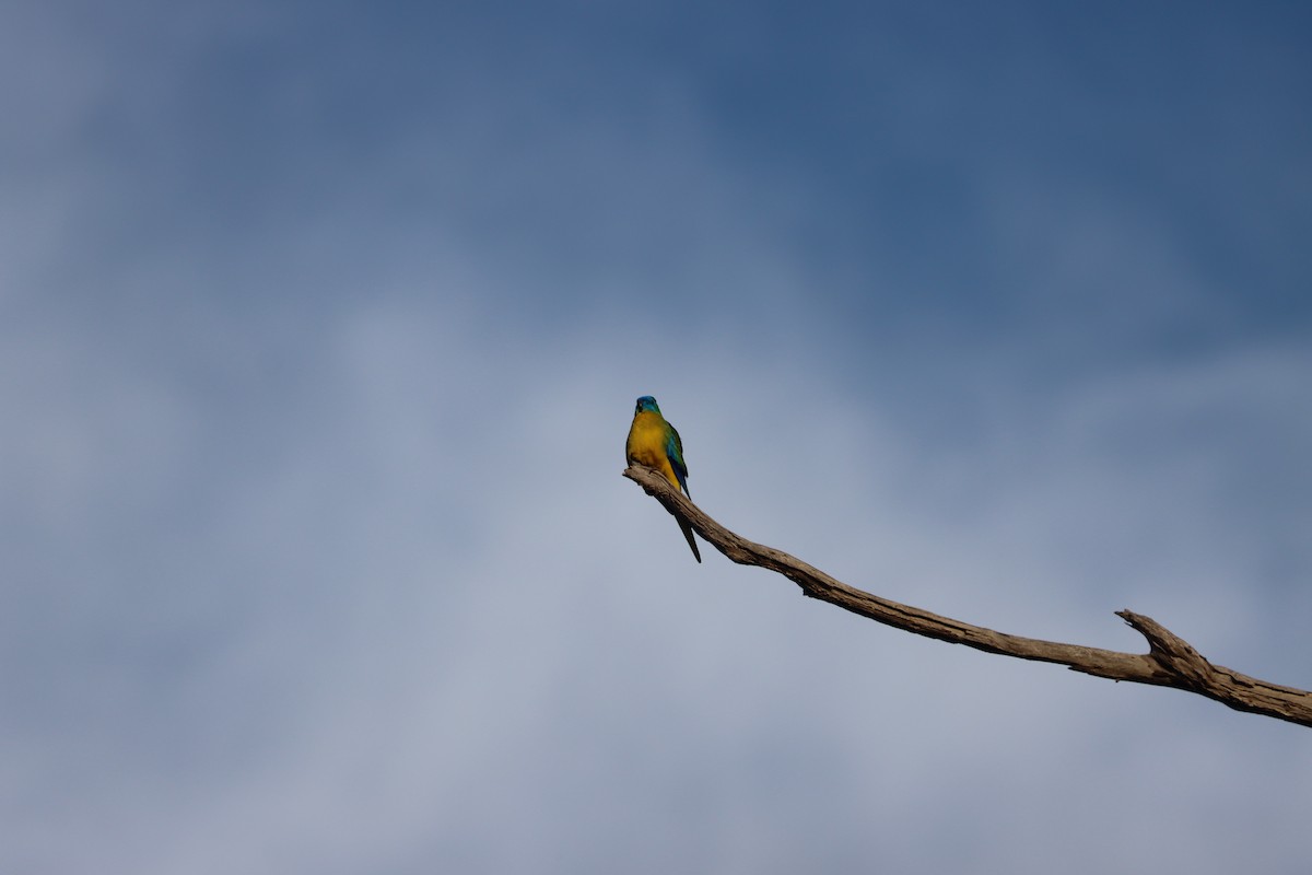 Turquoise Parrot - ML638198903