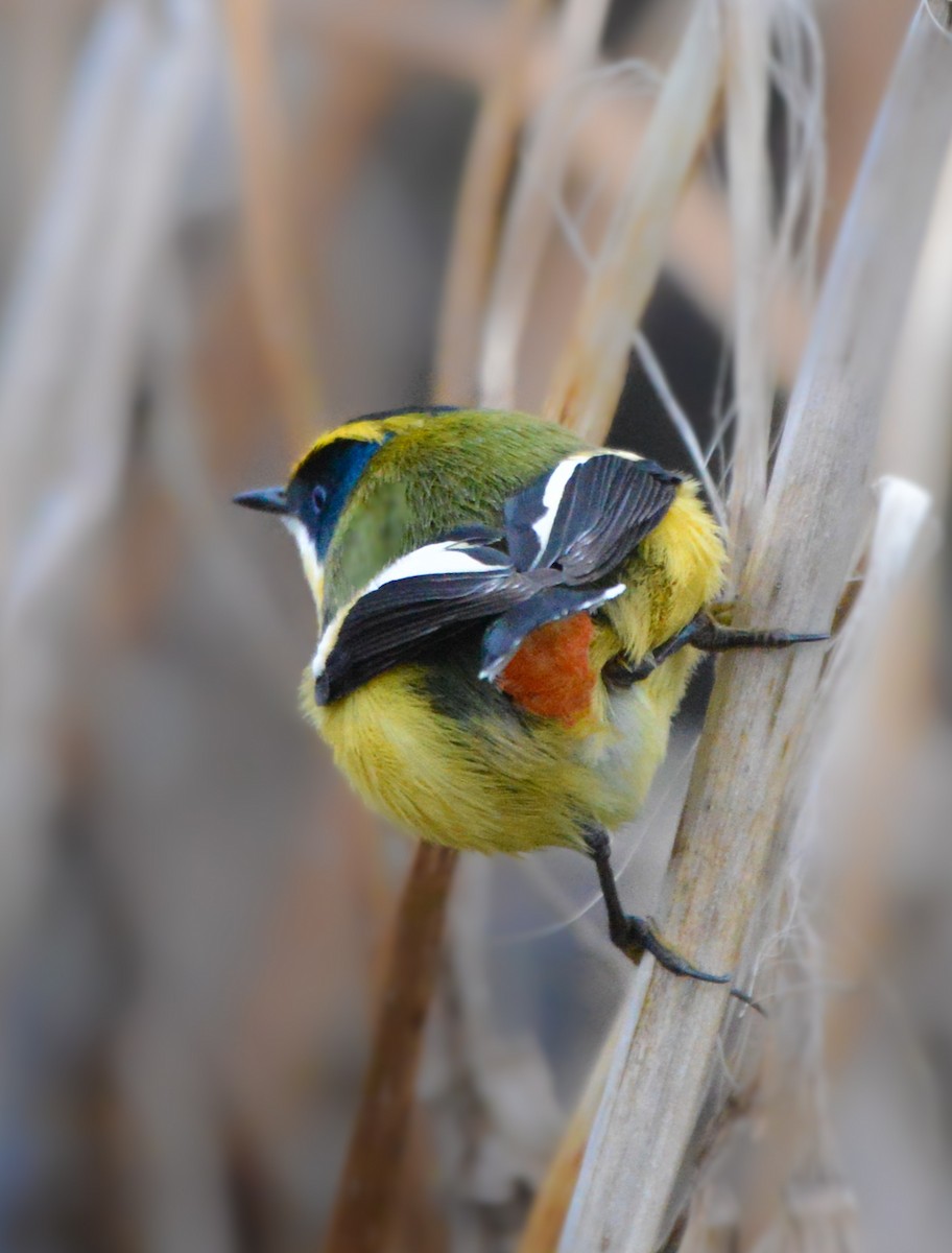 Many-colored Rush Tyrant - ML638198982