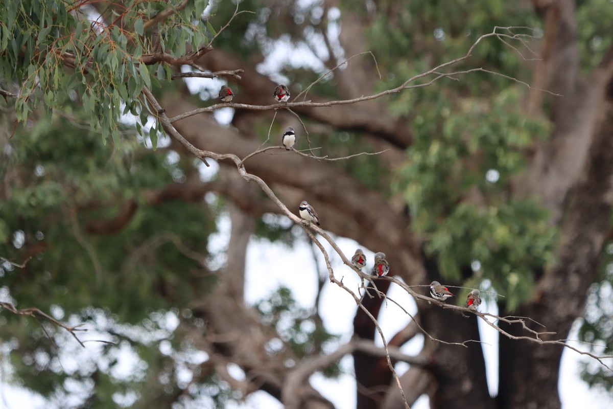 Diamond Firetail - ML638198999