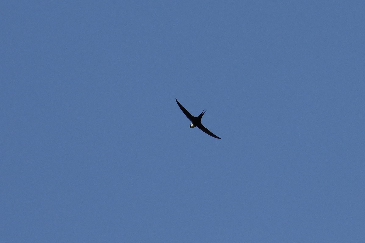 Great Swallow-tailed Swift - ML638199000