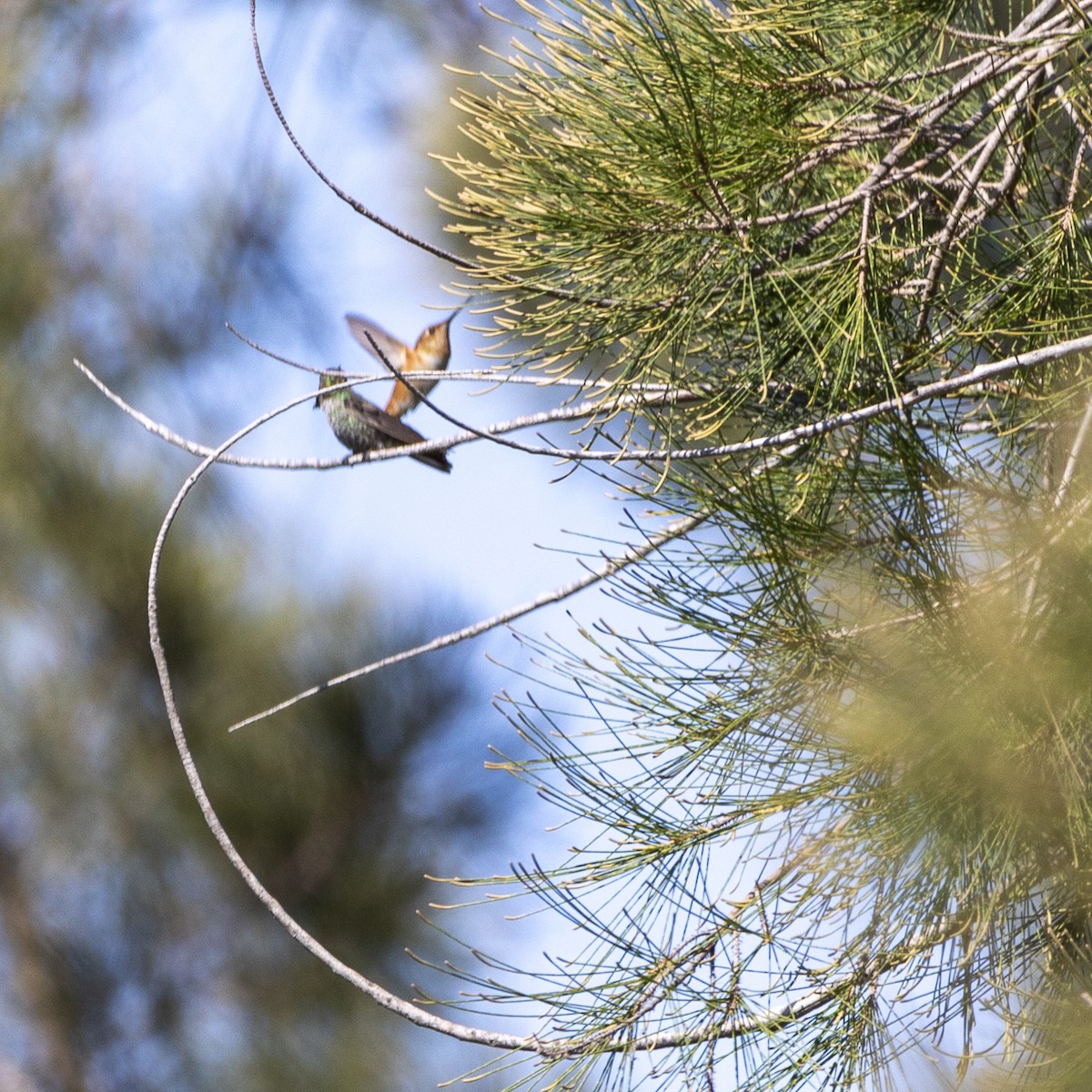 Allen's Hummingbird - ML638199032