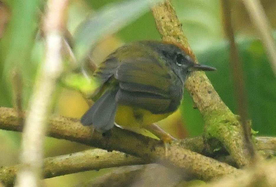 Broad-billed Warbler - ML638199044