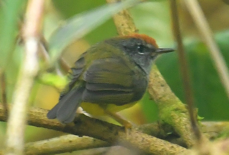 Broad-billed Warbler - ML638199045