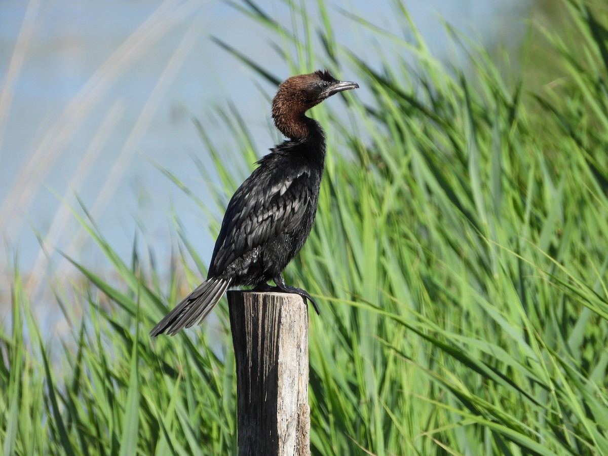 Pygmy Cormorant - ML638199069