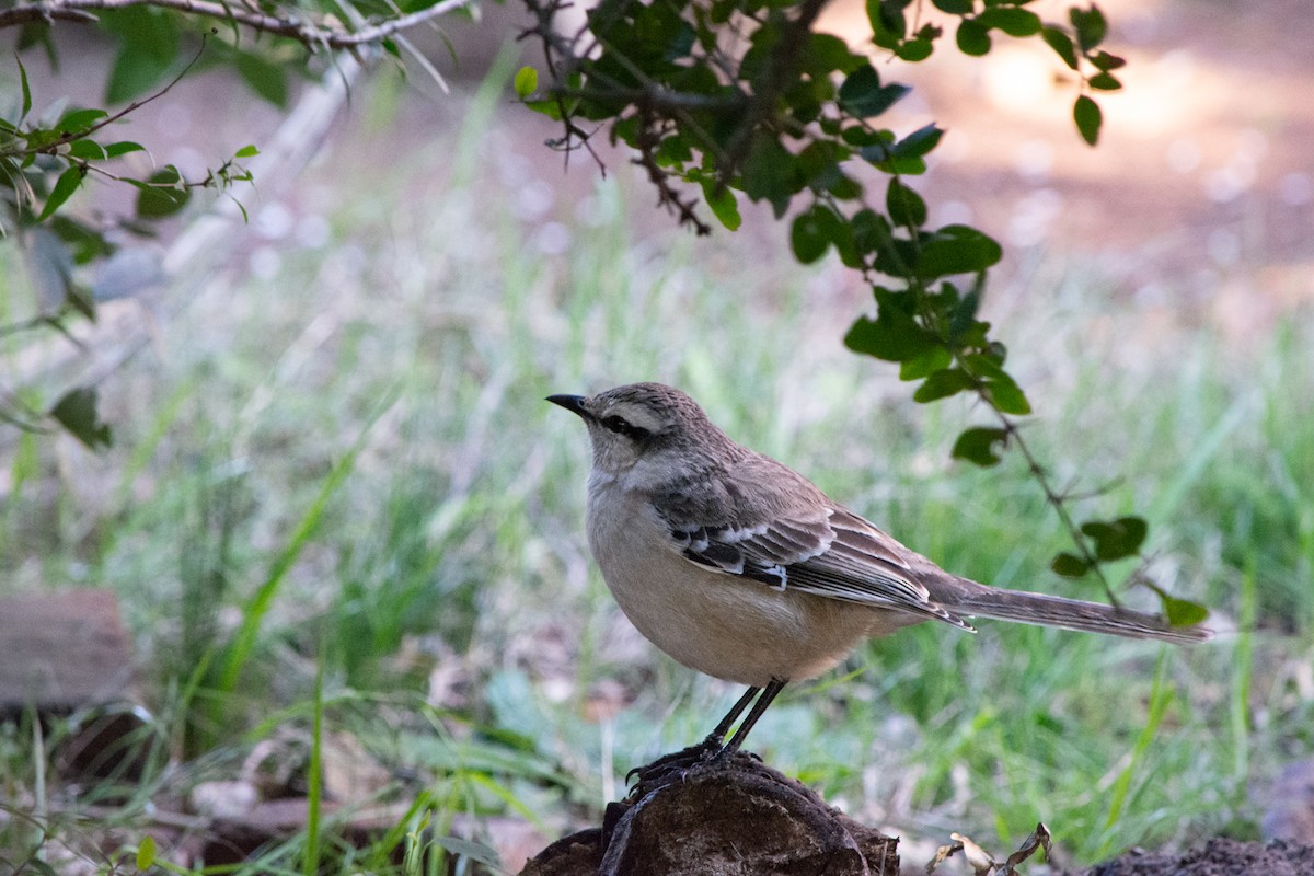 Chalk-browed Mockingbird - ML638199071