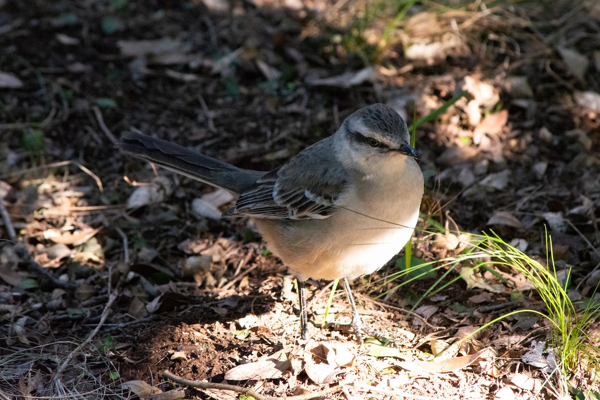 Chalk-browed Mockingbird - ML638199072