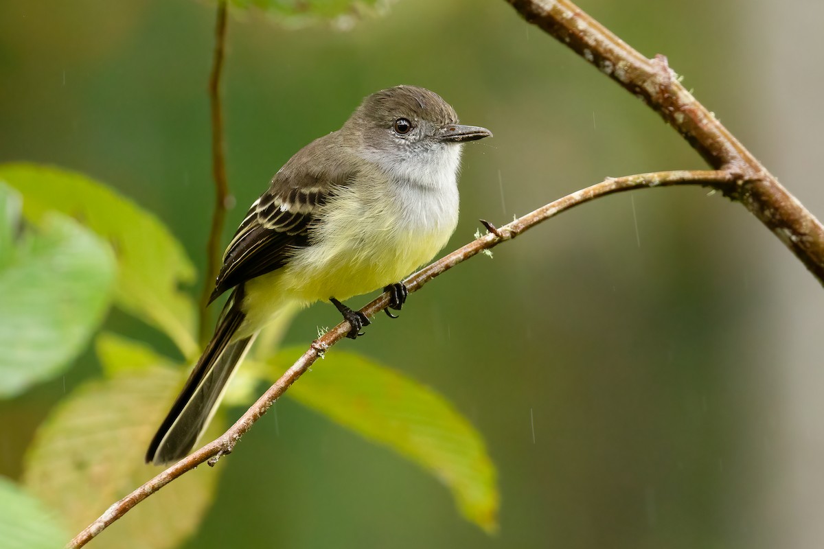 Pale-edged Flycatcher - ML638199111