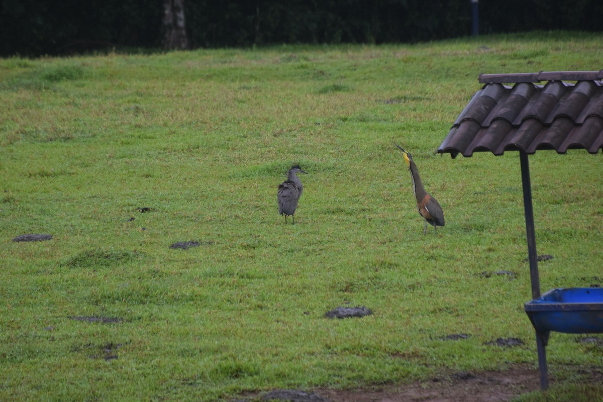 Bare-throated Tiger-Heron - ML638199148