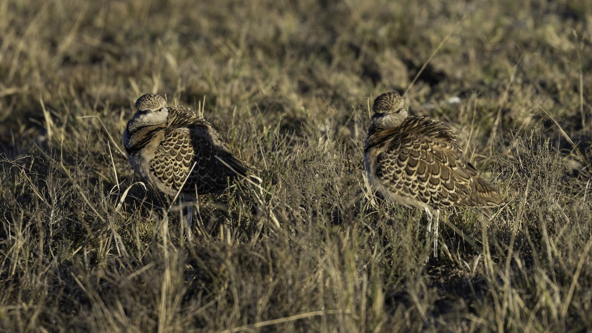 Double-banded Courser - ML638199158