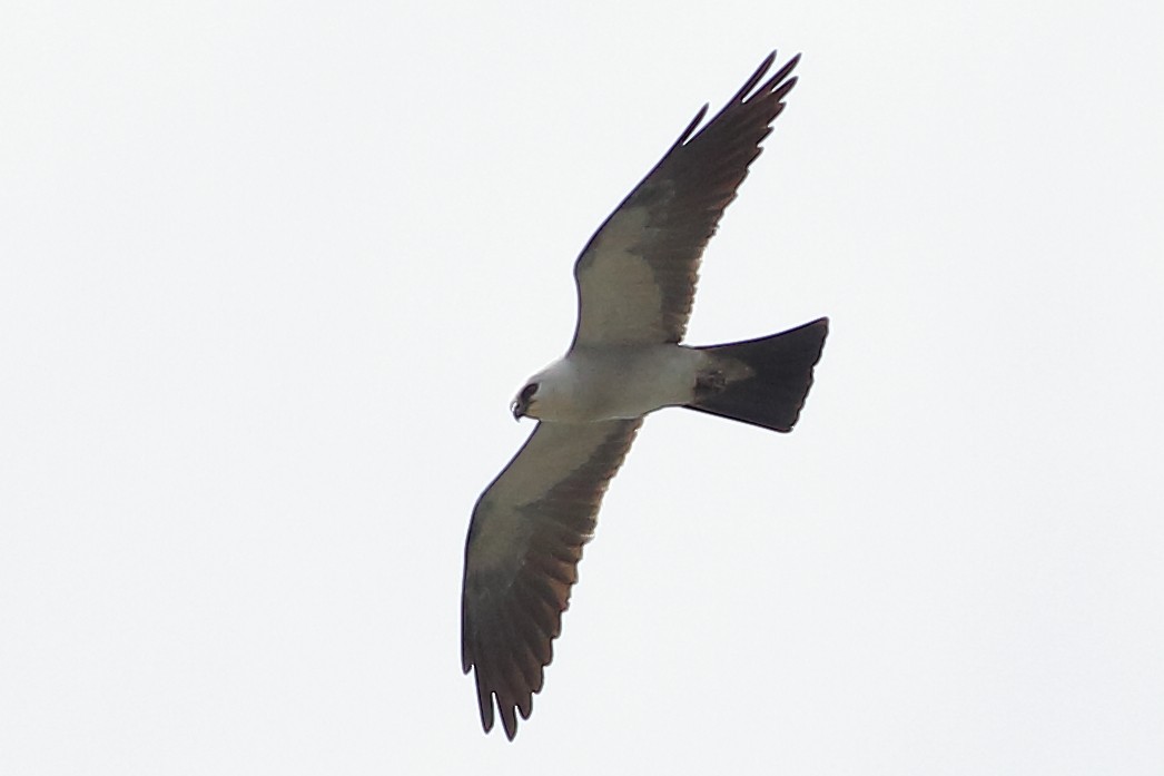 Mississippi Kite - ML638199161