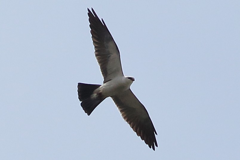 Mississippi Kite - ML638199162