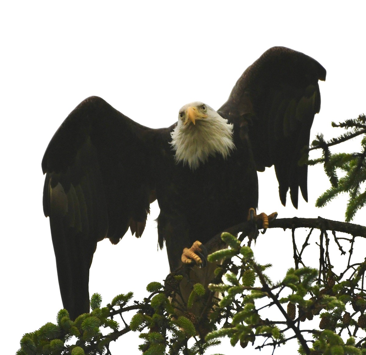 Bald Eagle - ML638199192
