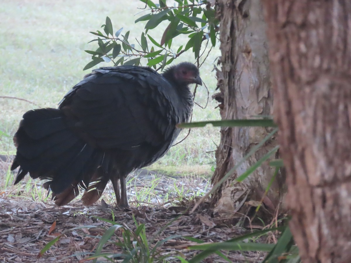 Australian Brushturkey - ML638199216