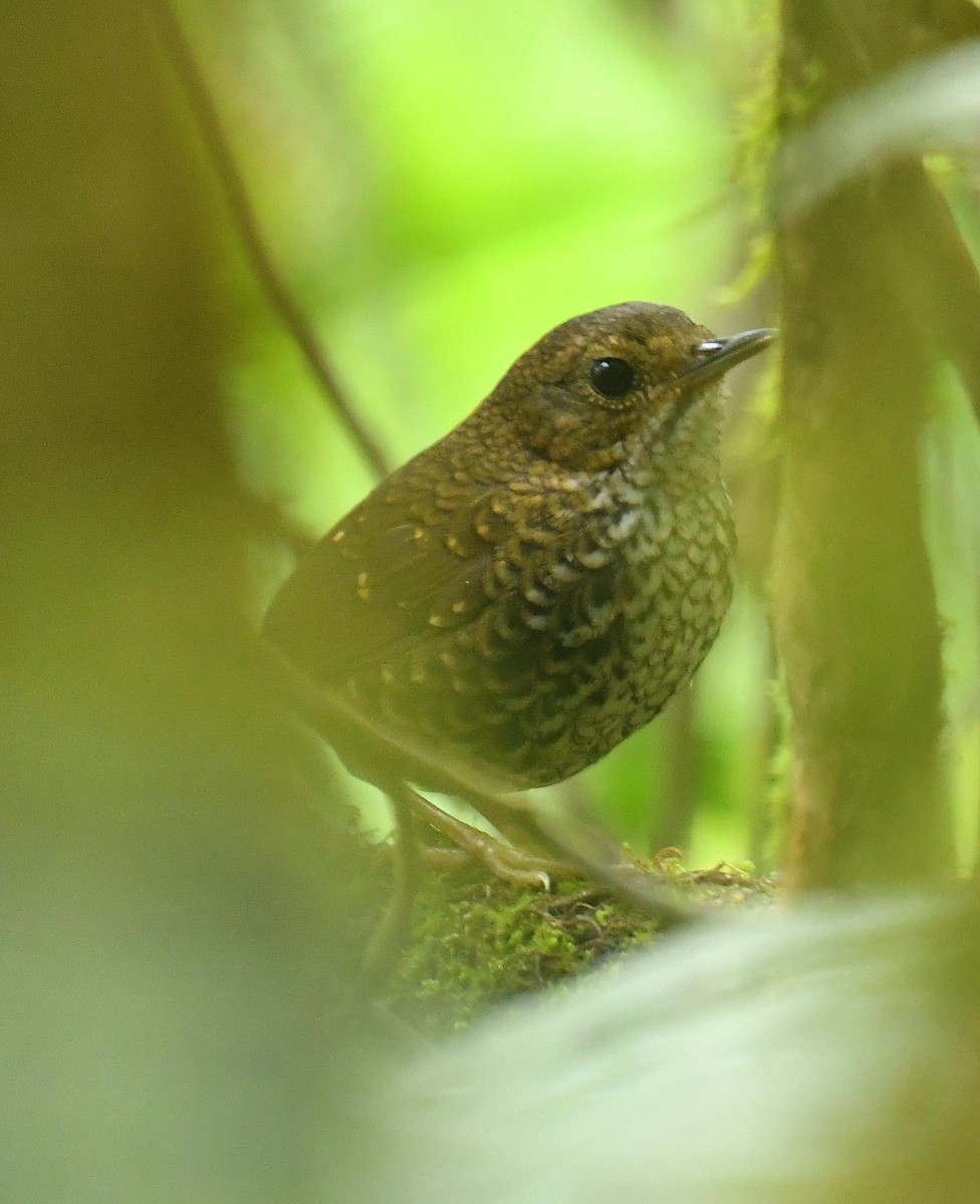 Pygmy Cupwing - ML638199219