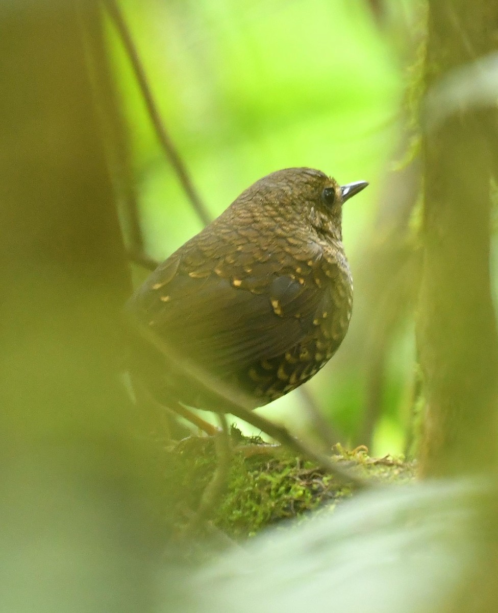 Pygmy Cupwing - ML638199220