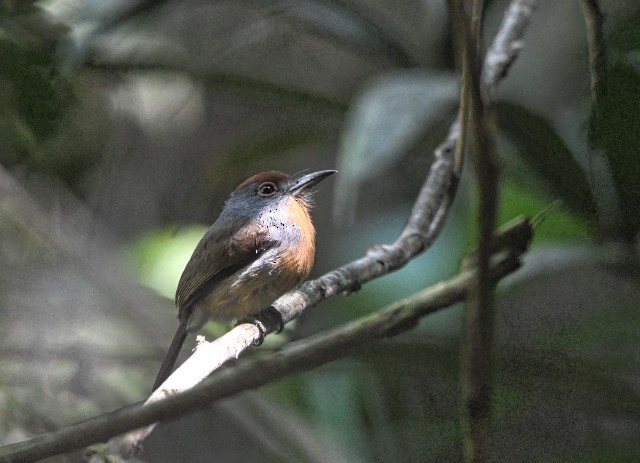 Лінивка-коротун сірощока - ML638199278